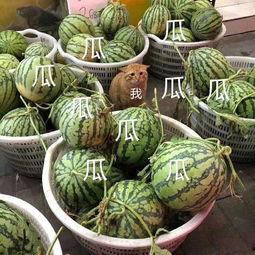 娱乐吃瓜酱山东哪里的,探寻娱乐吃瓜酱的美食之源